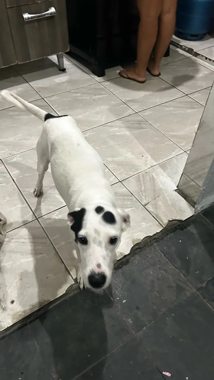 Animais - Foto 2