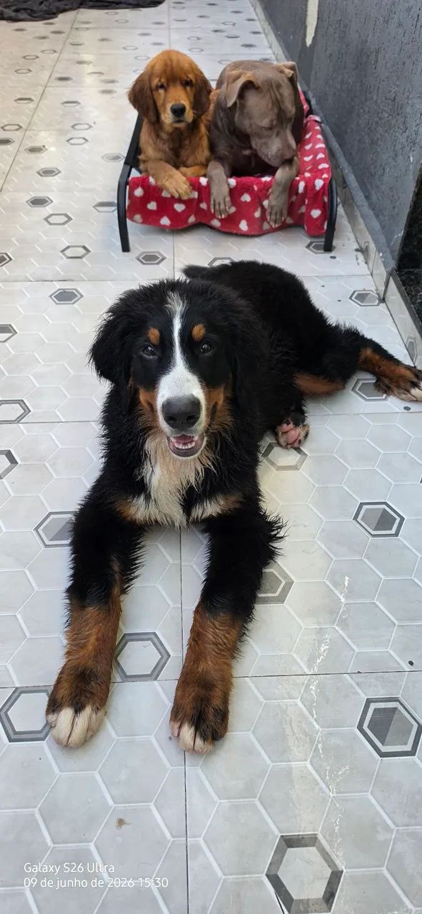 Filhote Bernese  - Foto 5