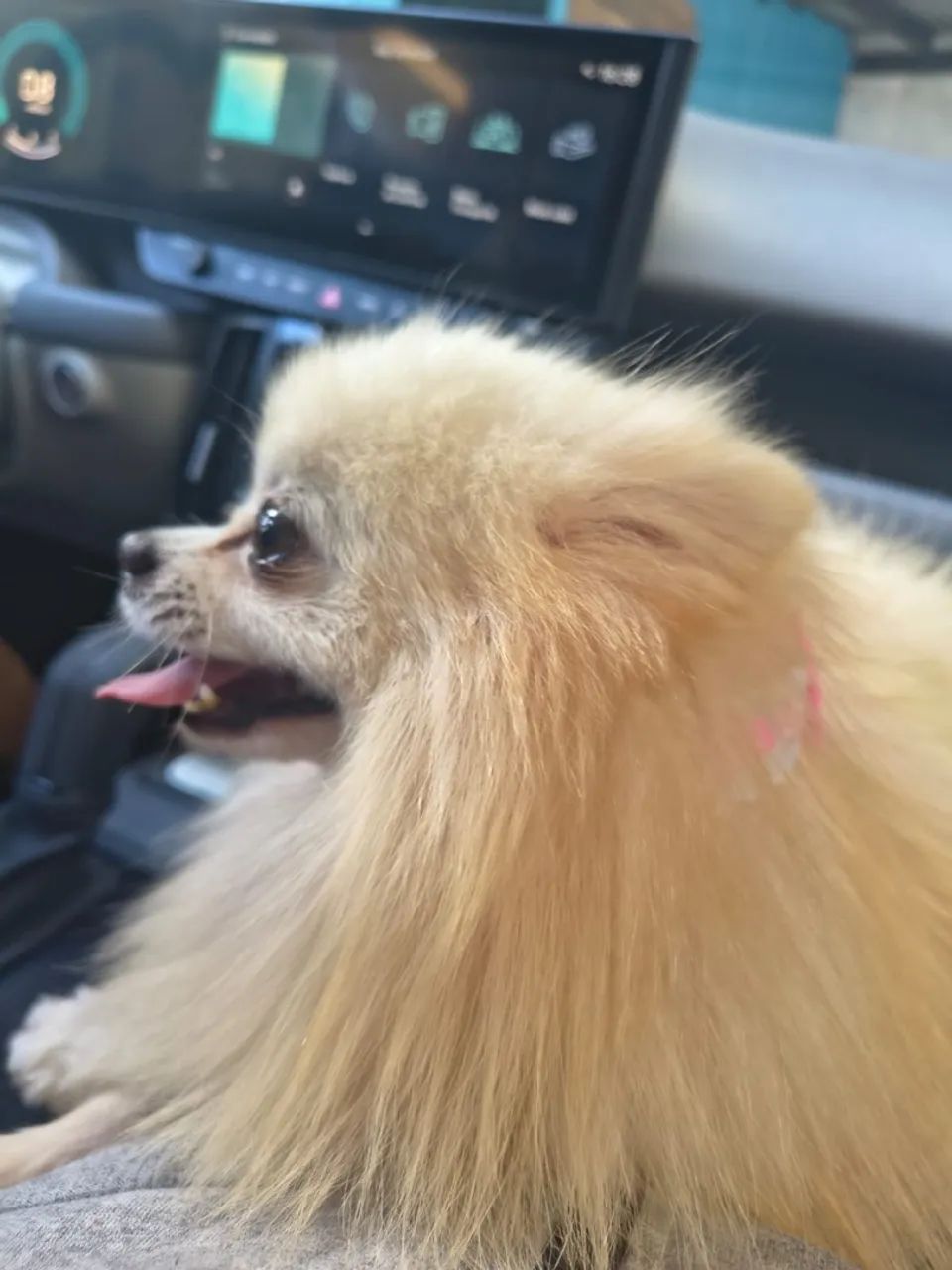 Lulu da pomerania  - Foto 3
