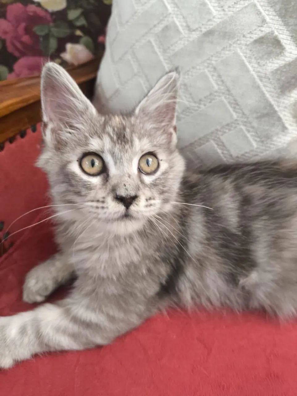 Espetacular Maine Coon 