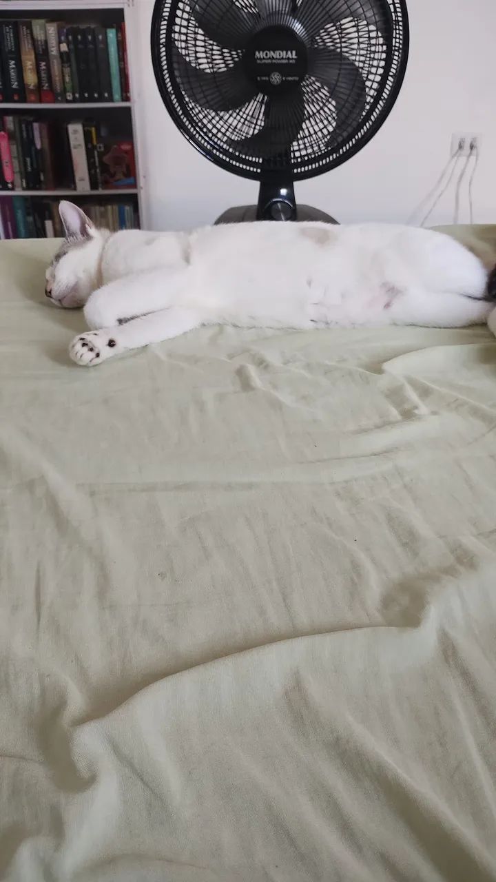 Gatinha dócil para adoção  - Foto 3