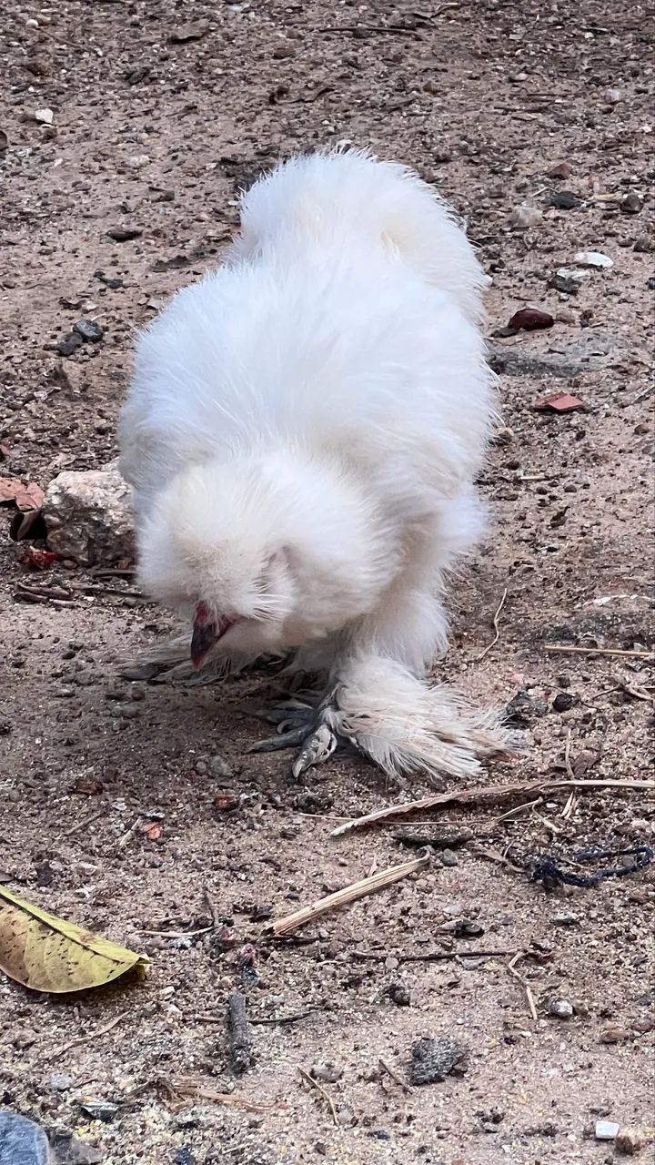 Sedosas do Japão  - Foto 2