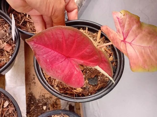 Caladium 