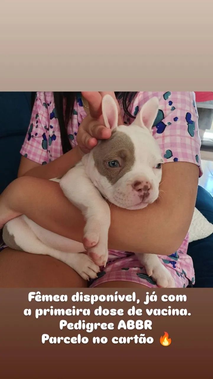 American Bully fêmeas e machos