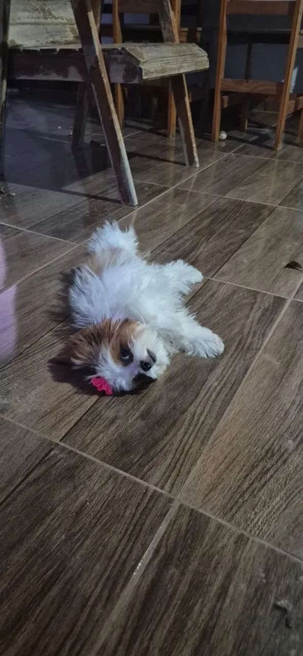 Shih tzu Mine  - Foto 3