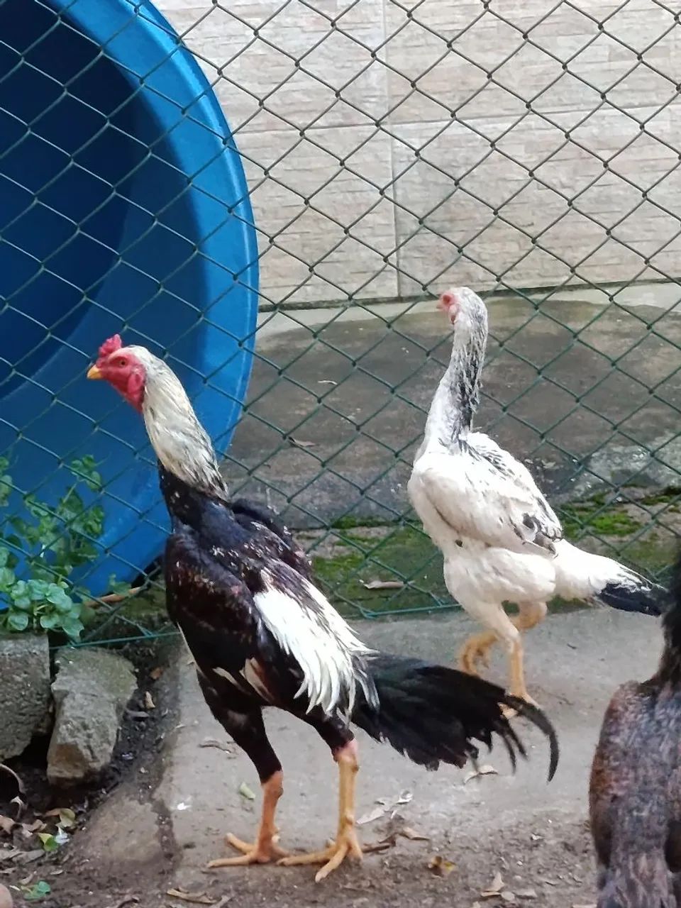 Galo Shamo - Foto 4