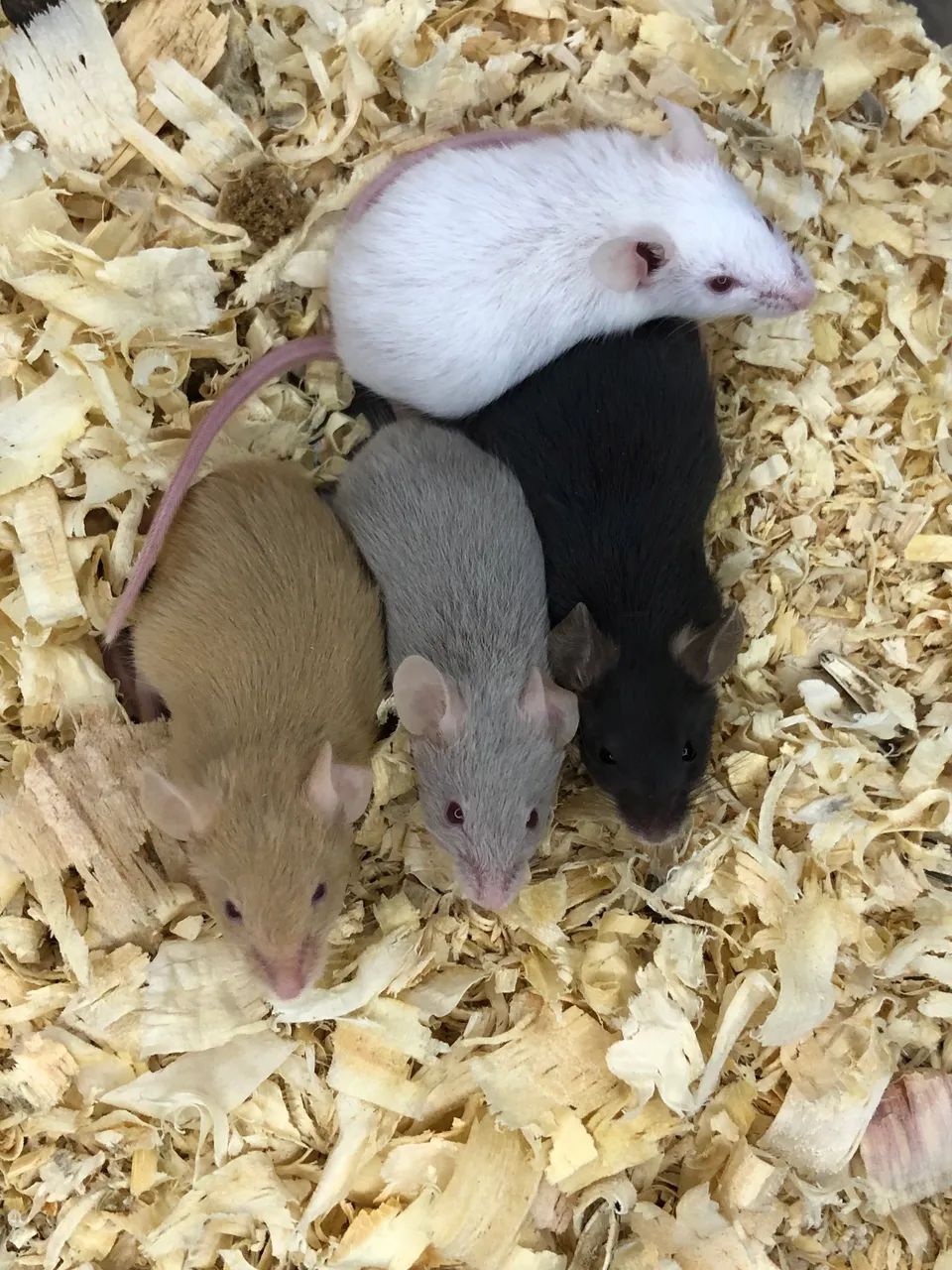 Camundongos  - Foto 4