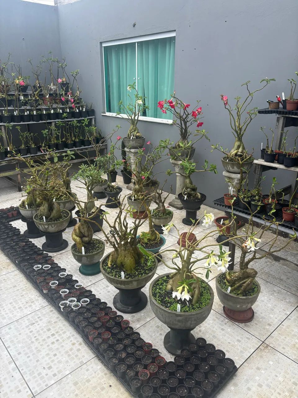 Rosa do deserto
