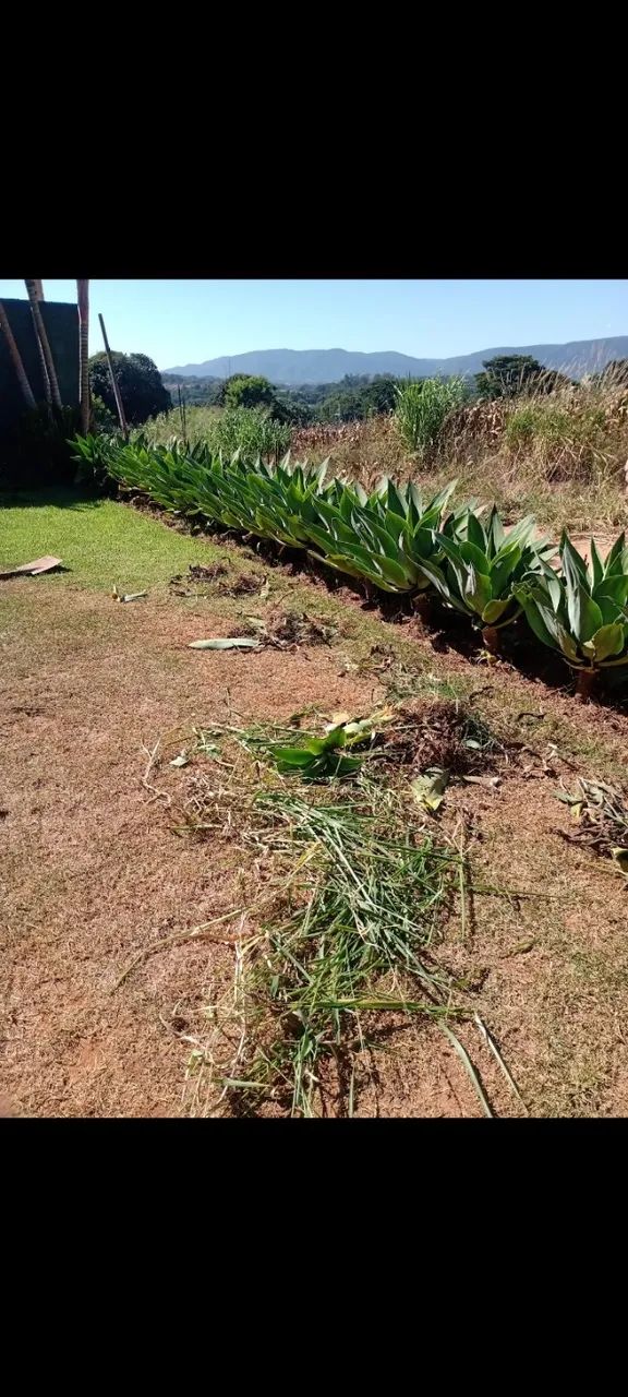 Jardinagem e limpeza de Piscina 