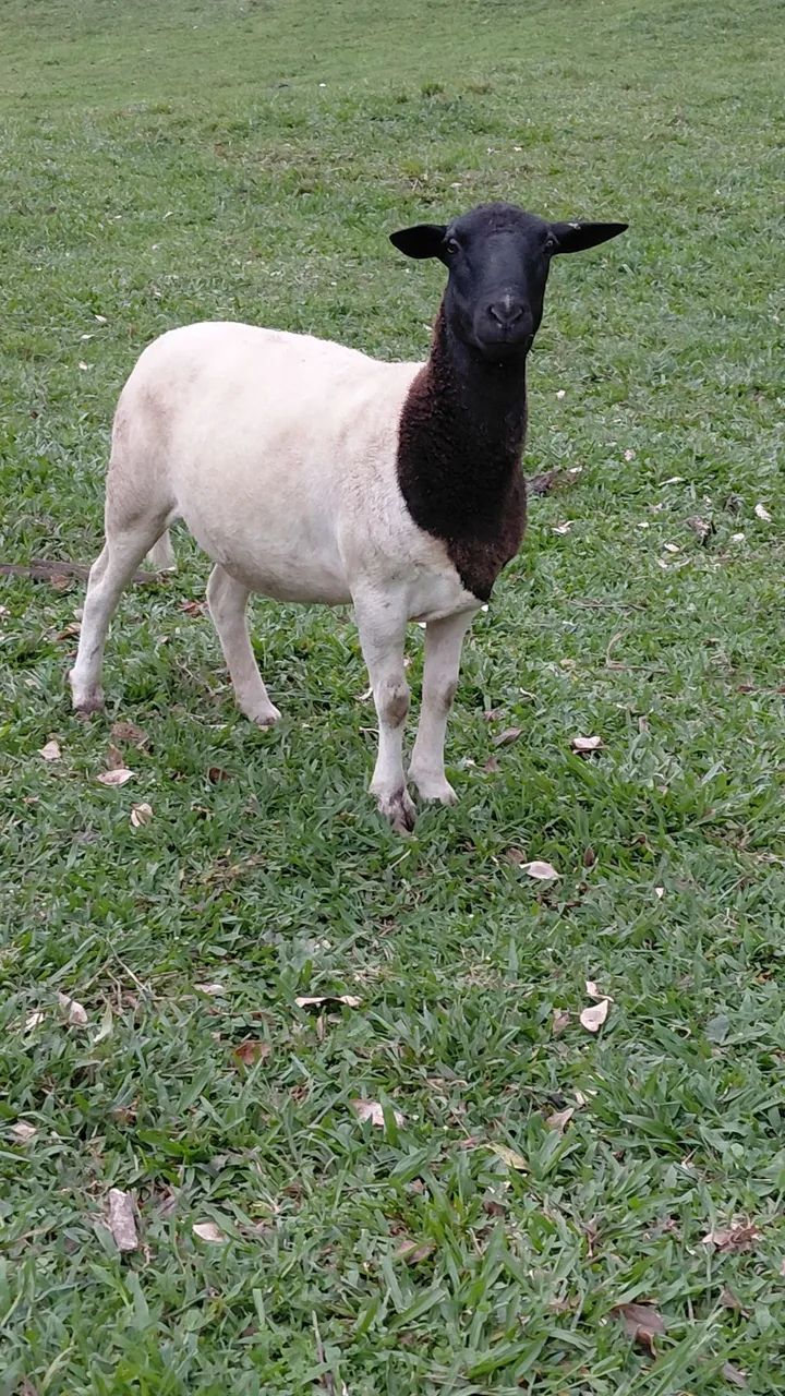 Vendo Ovelha - Foto 4