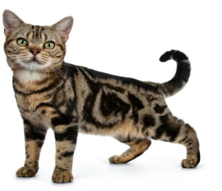 Filhote de American shorthair