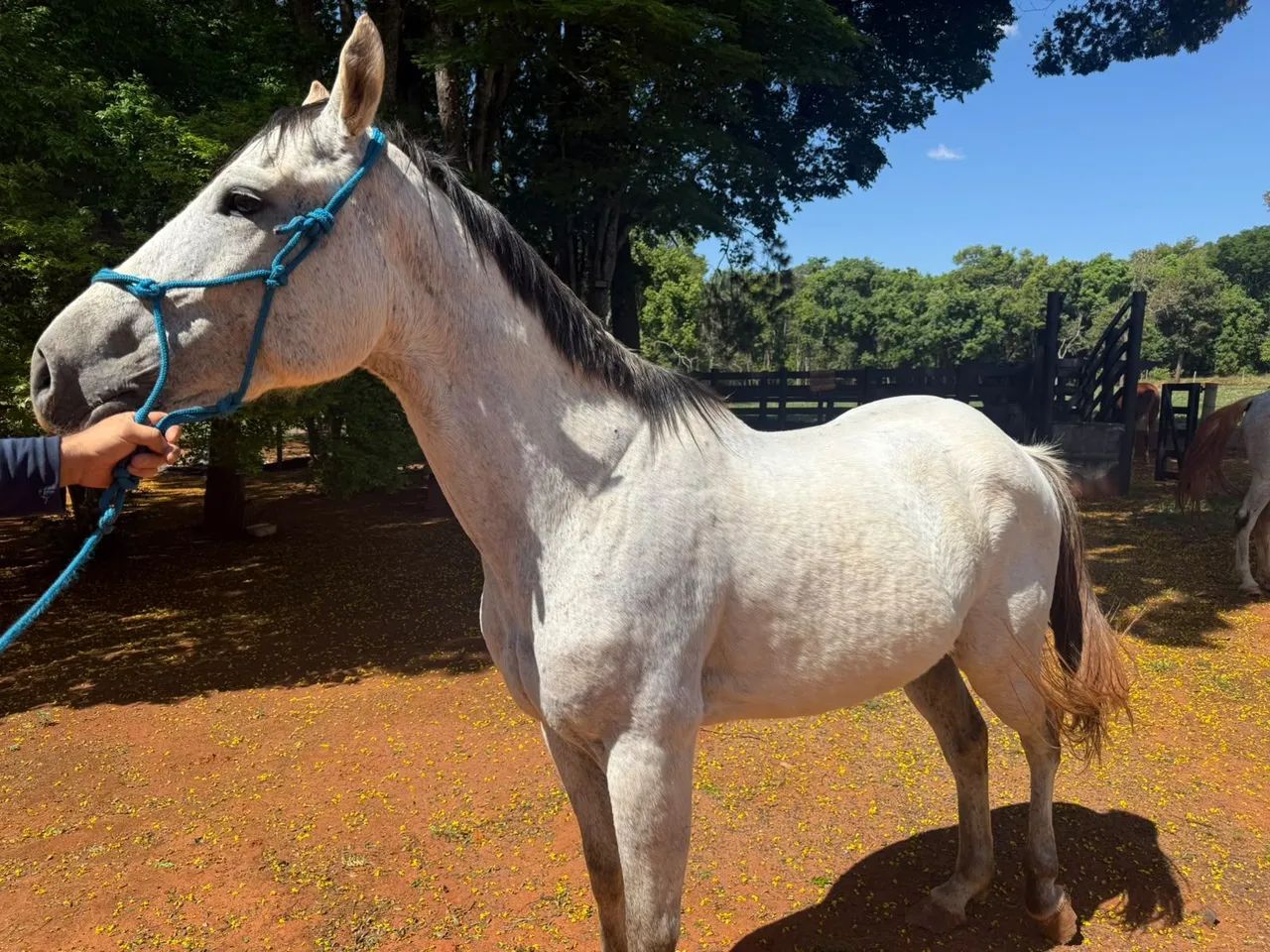 Cavalo Quarto de Milha  - Foto 2