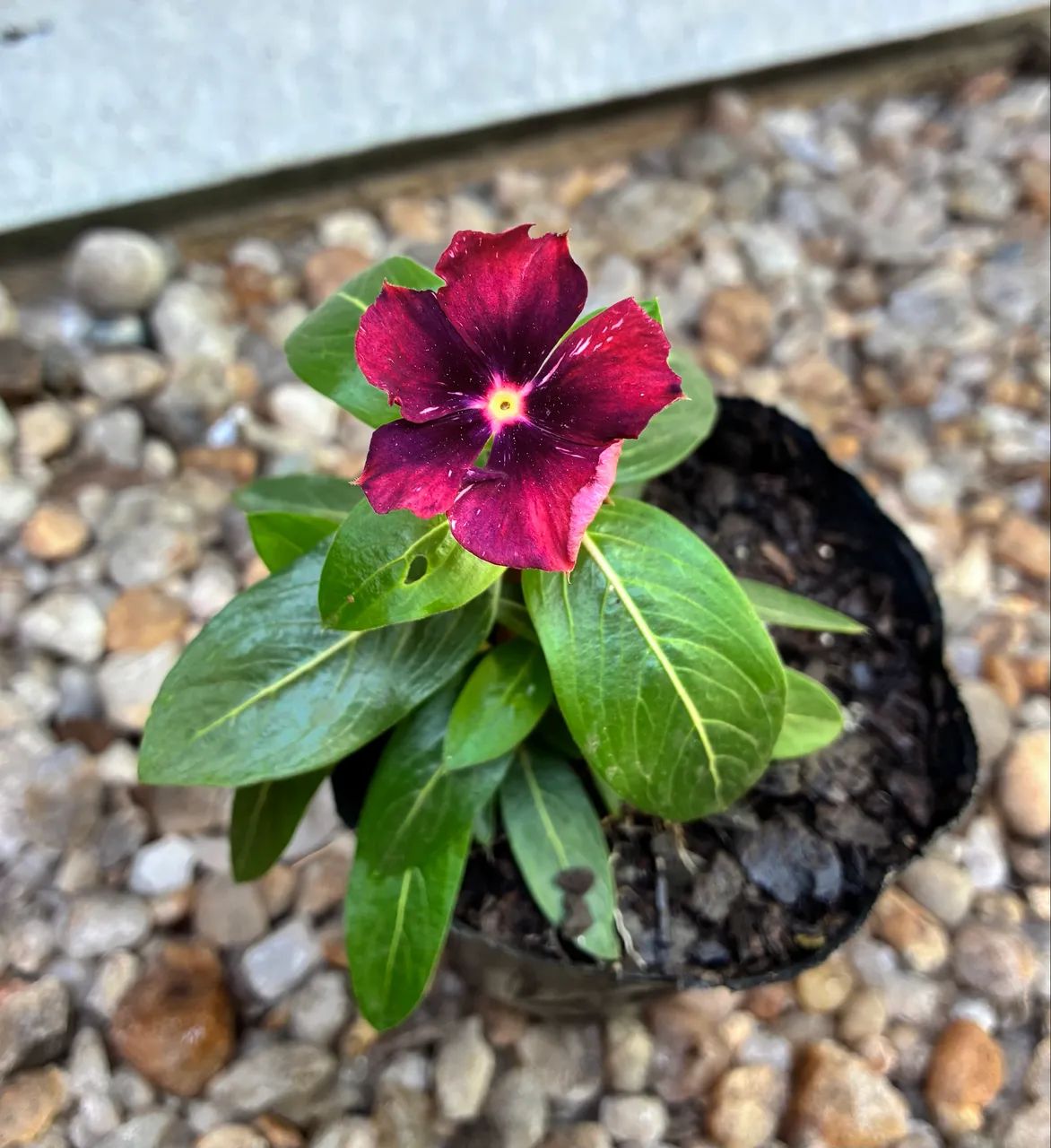 Vincas - Foto 3