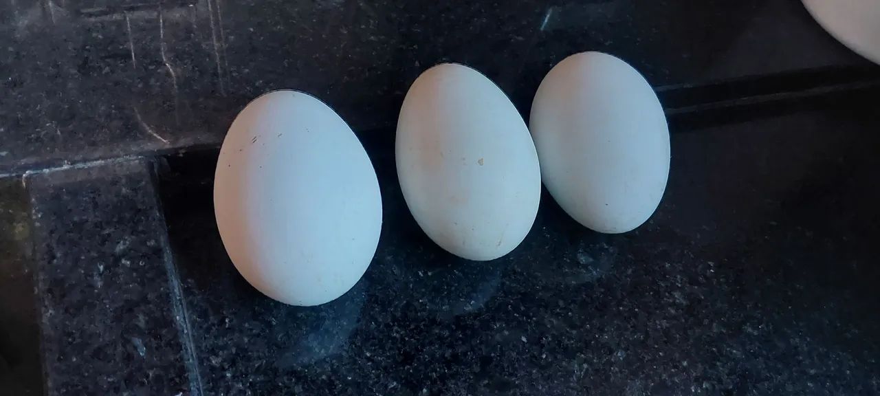 Ovos de ganso sinaleiro 