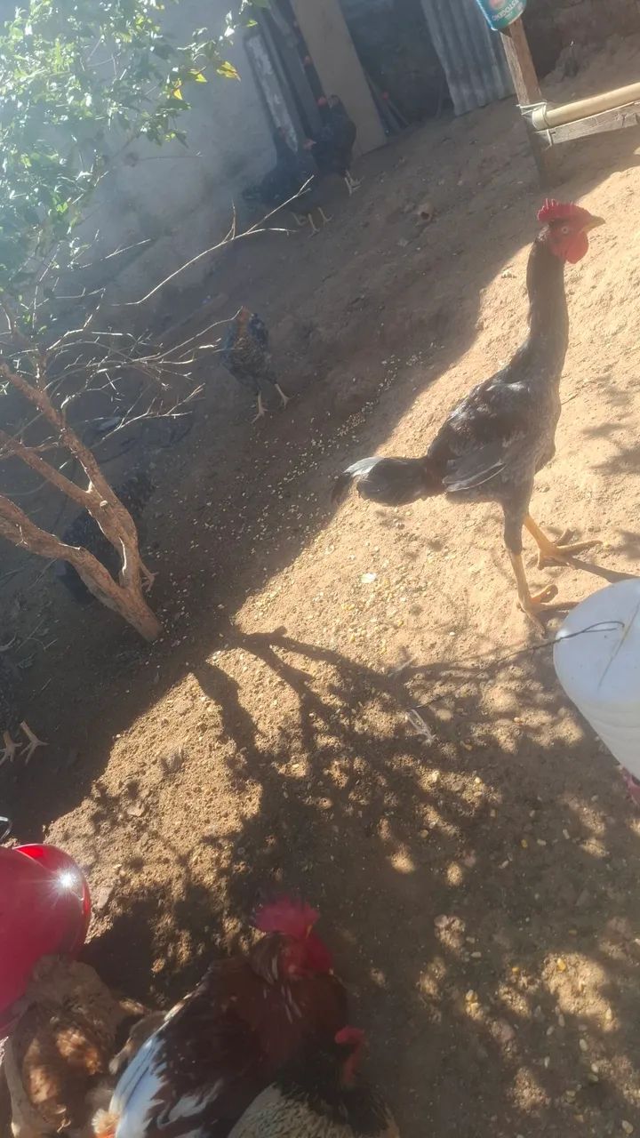 Frango  - Foto 4