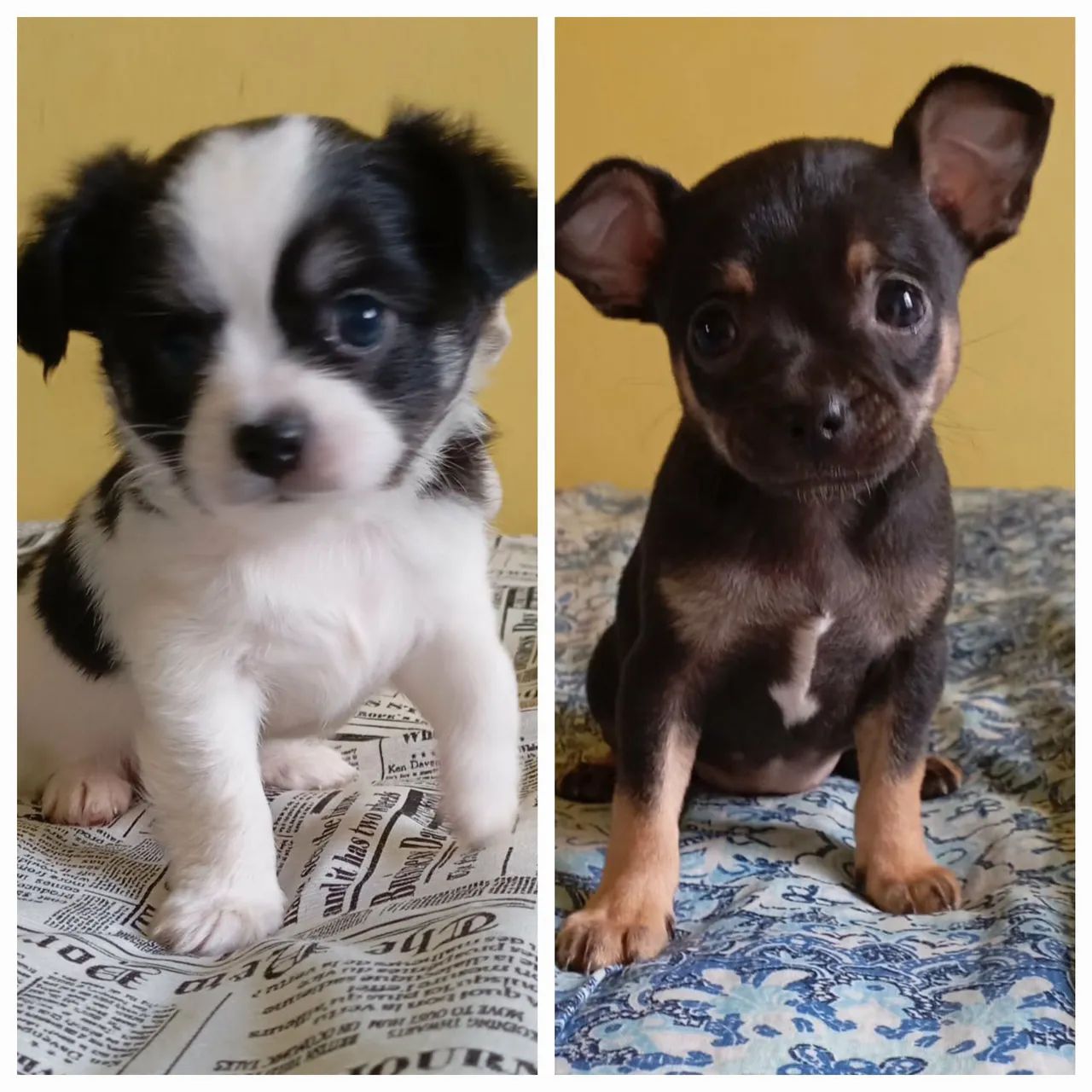 Chihuahua 