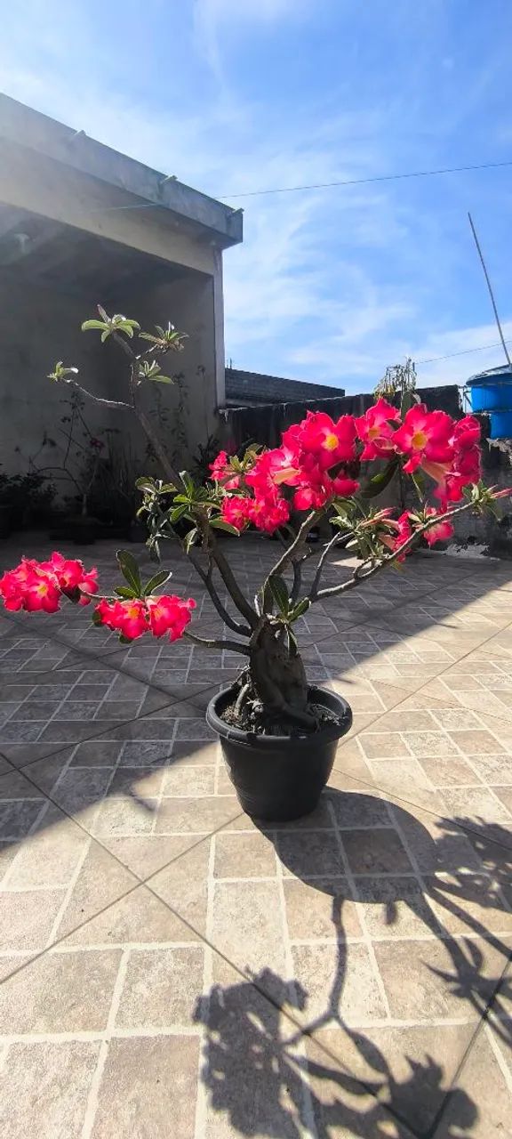 Rosa do deserto 
