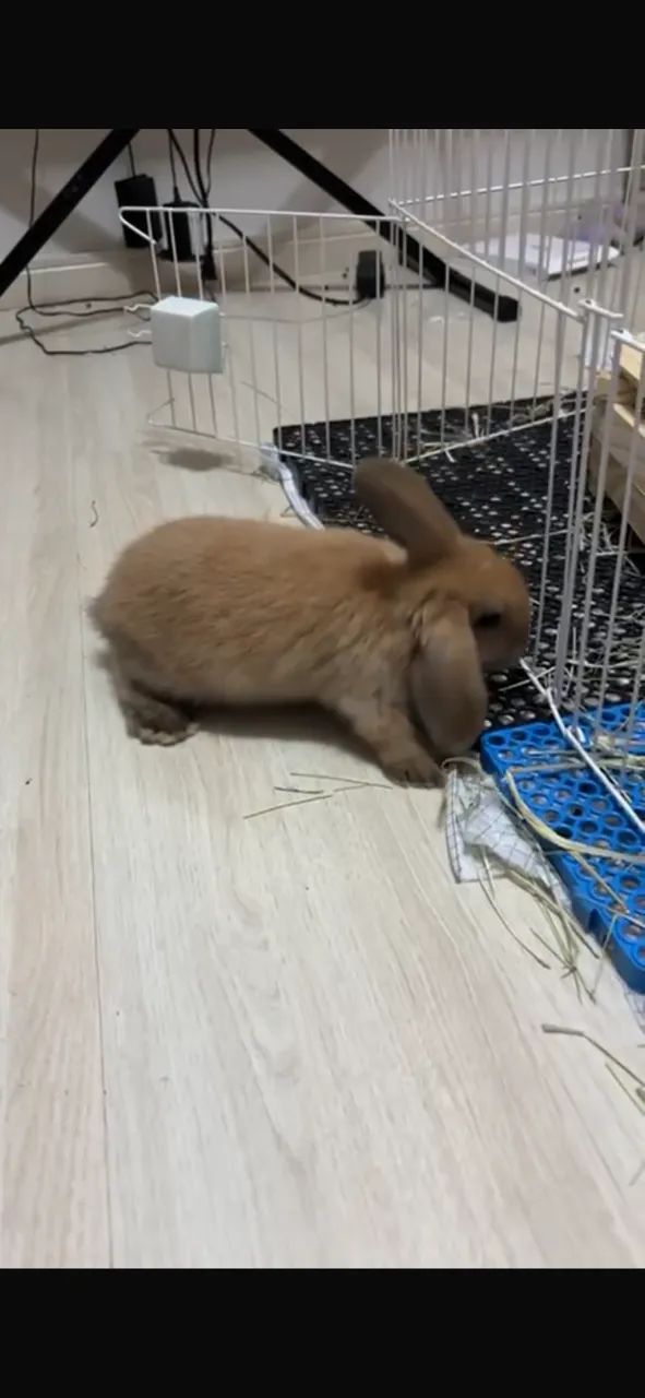 Coelhos filhotes - Foto 5