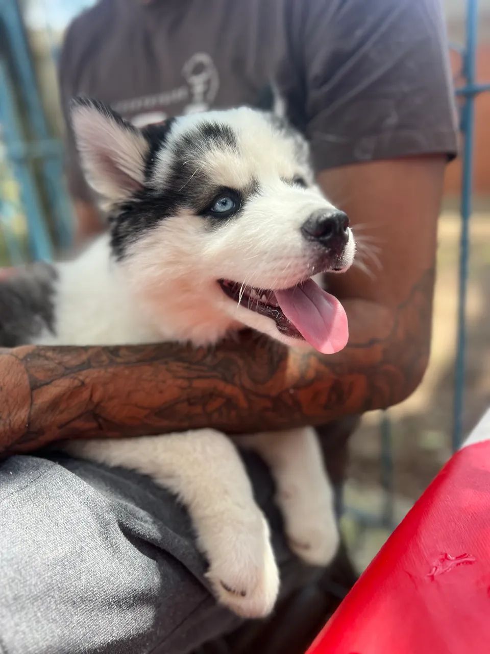 Husky siberiano  - Foto 3