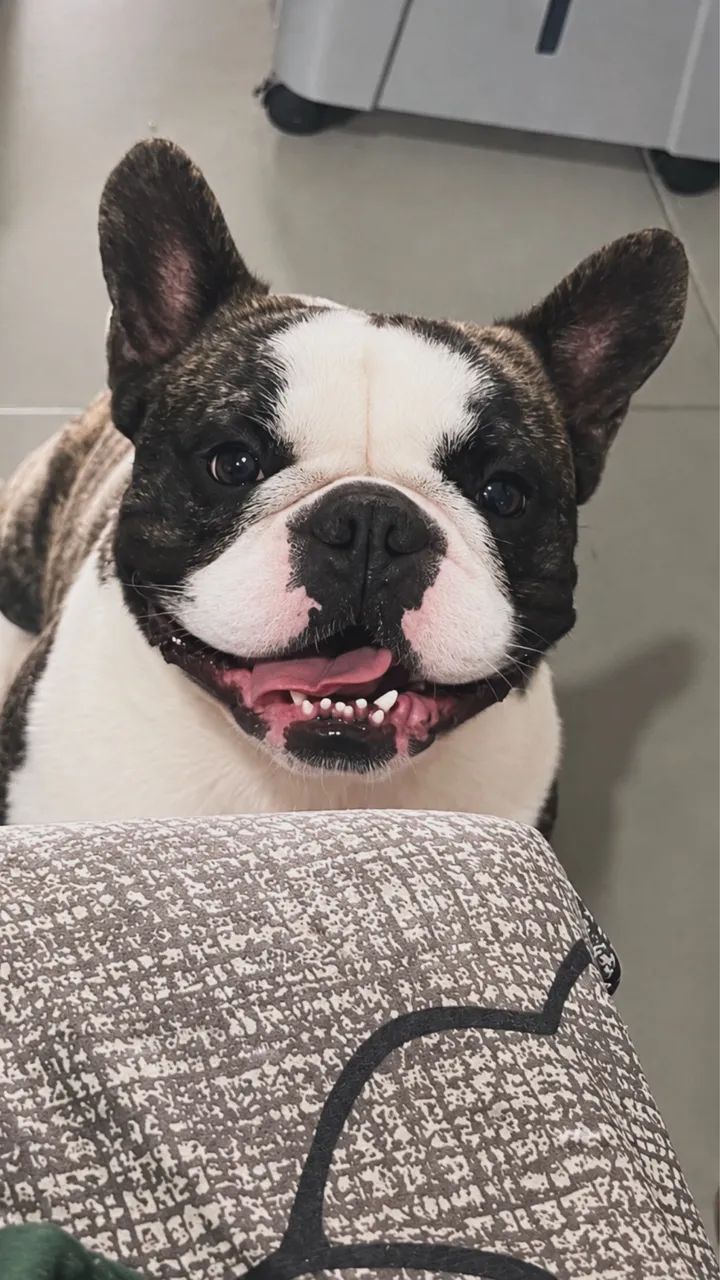 Buldogue francês 