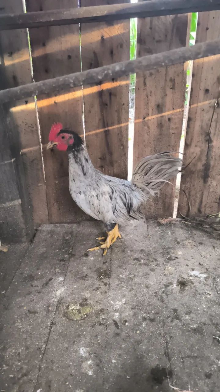 Galinha 