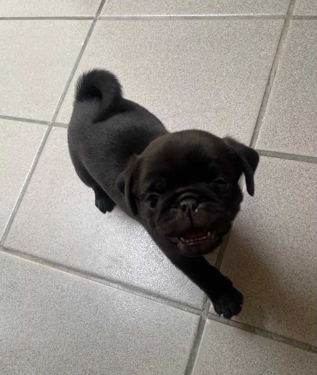 Pug - Foto 2