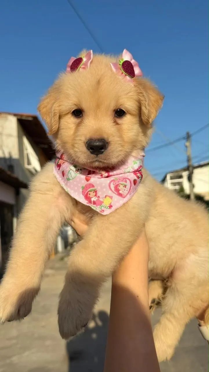Filhotes golden RETRIVER  - Foto 2