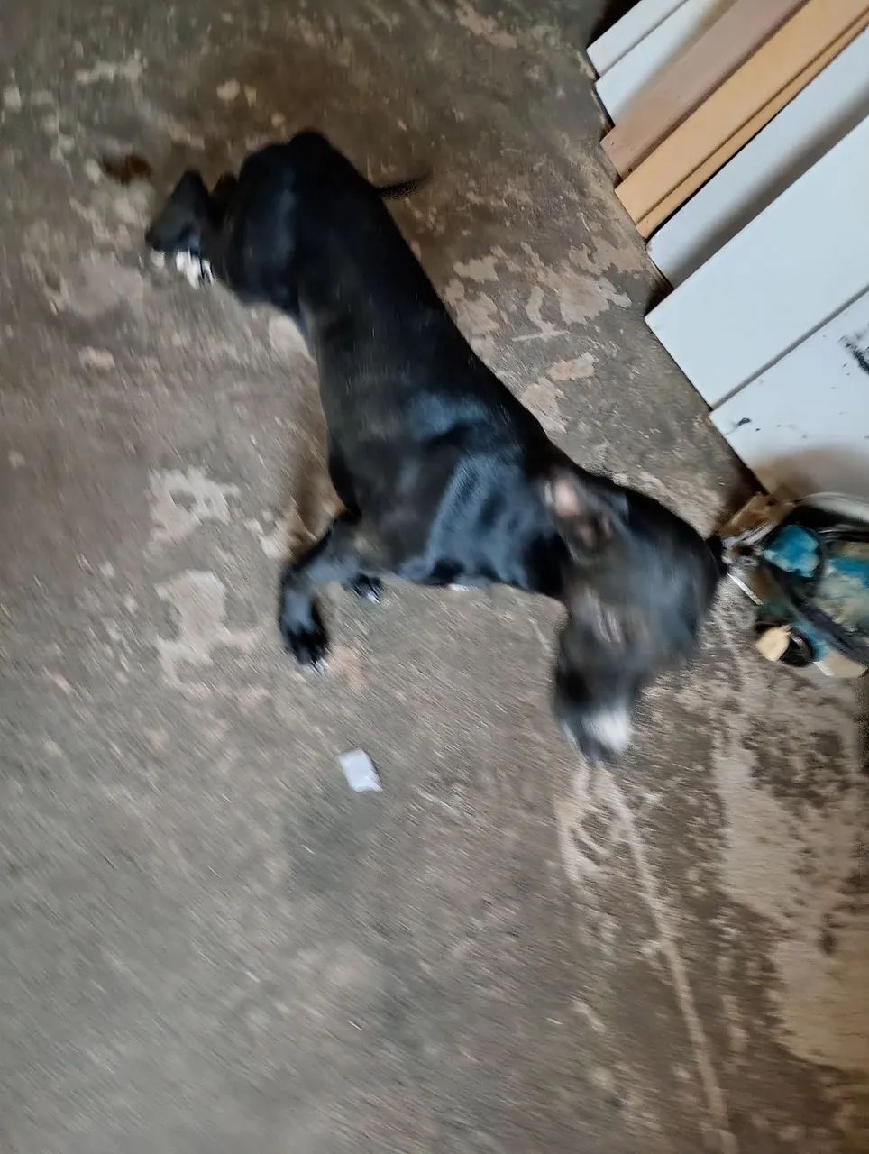 Cachorro  - Foto 2