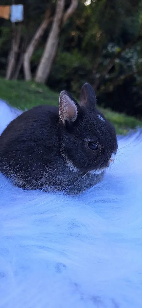 Mini coelho Netherland Dwarf  - Foto 3