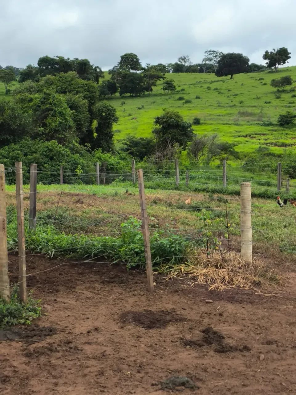 Fazenda - Taquaral (GO) - Foto 3
