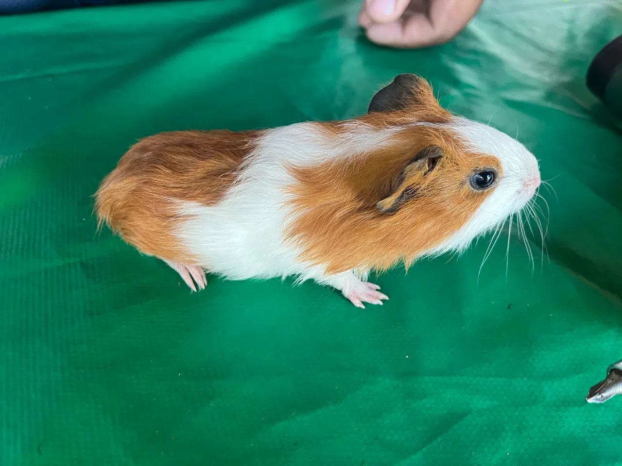 Vendo porquinha da índia 
