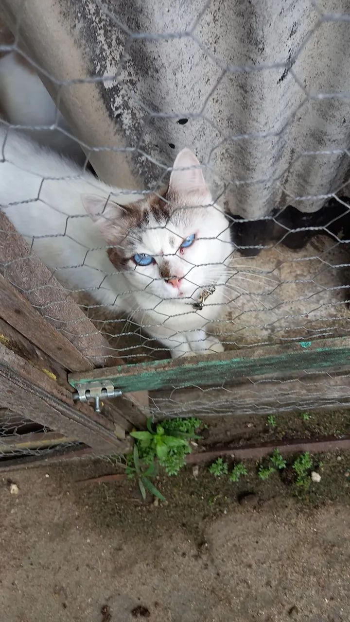 Gato para adoção 