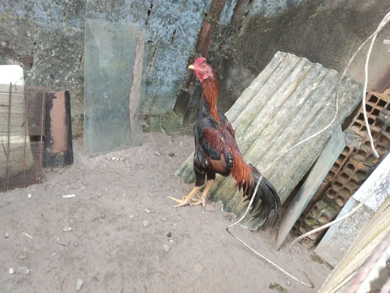 Casal de raça pra vender ligeiro,180,00 o casal