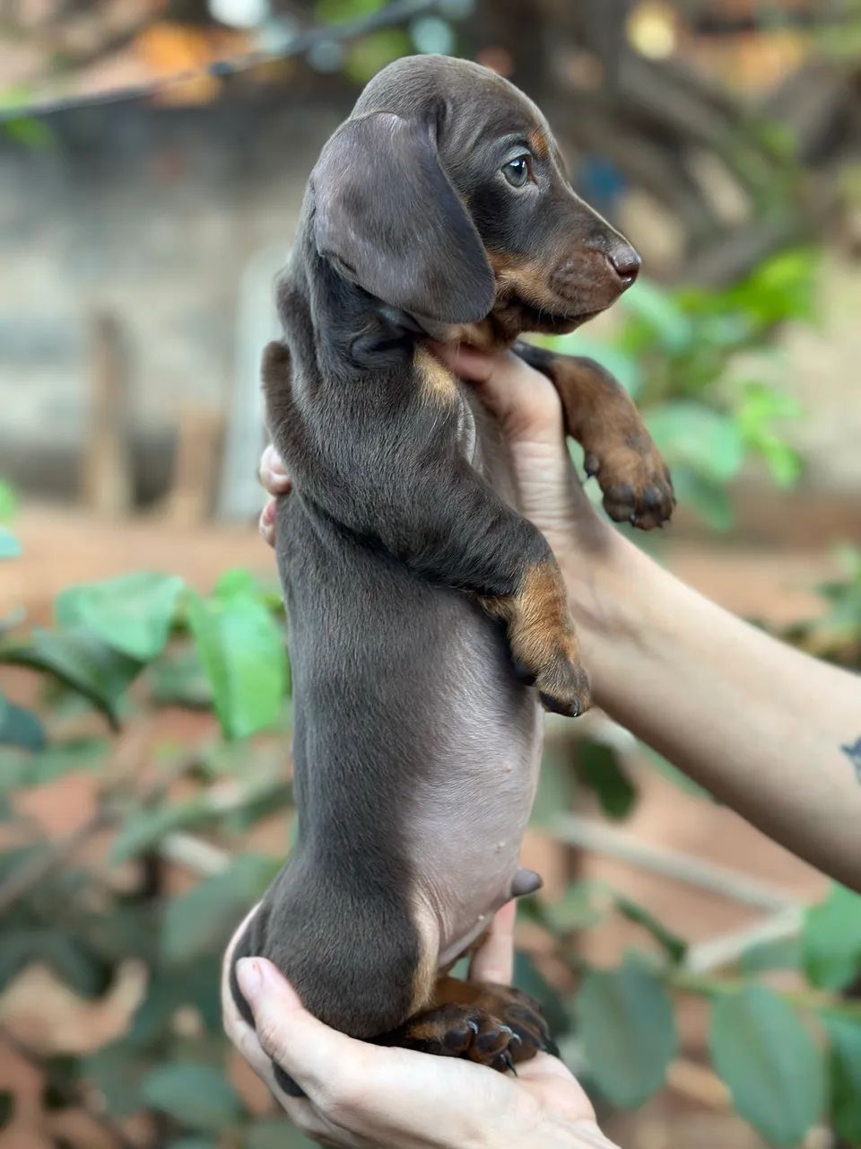 Dachshund/cofap macho chocolate  - Foto 4
