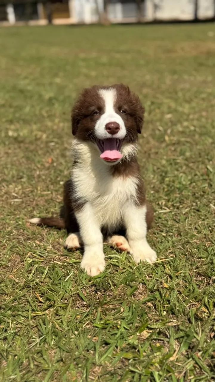 Border Collie chocolate - Foto 3