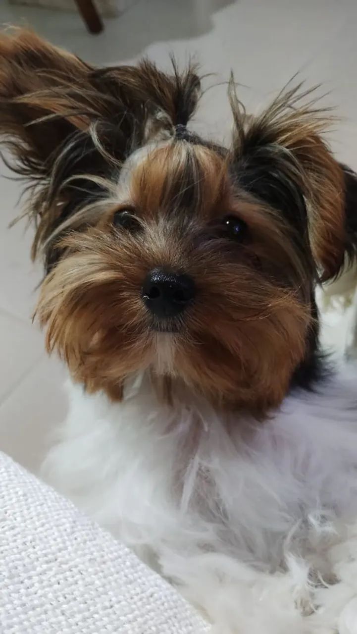 Yorkshire Terrier - Foto 2