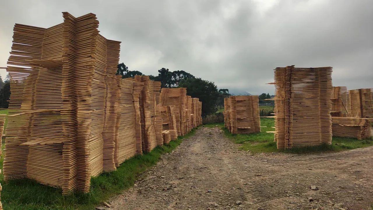 Tábua de pinus  - Foto 2