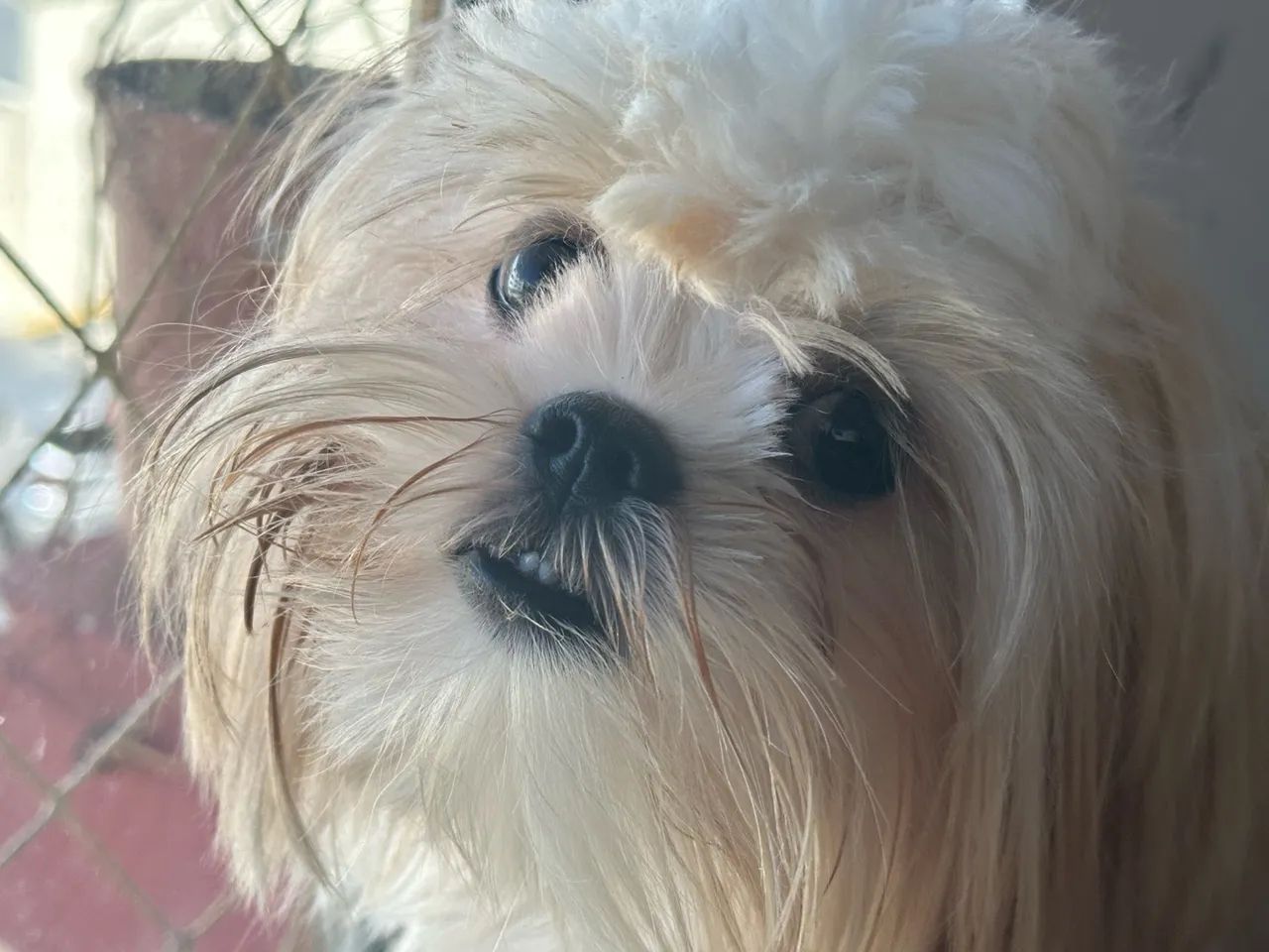 Shitzu 