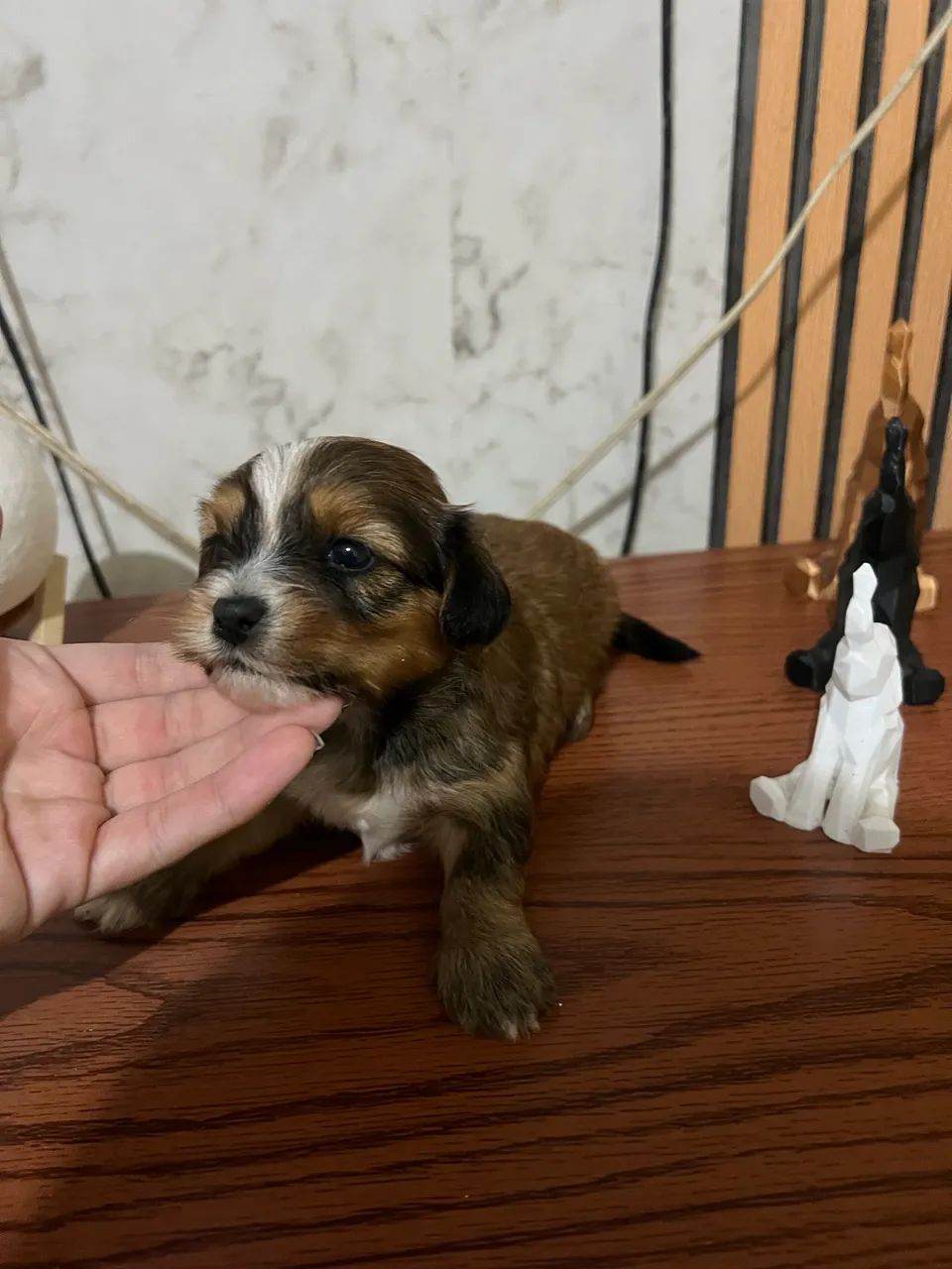 Cachorro - Foto 4