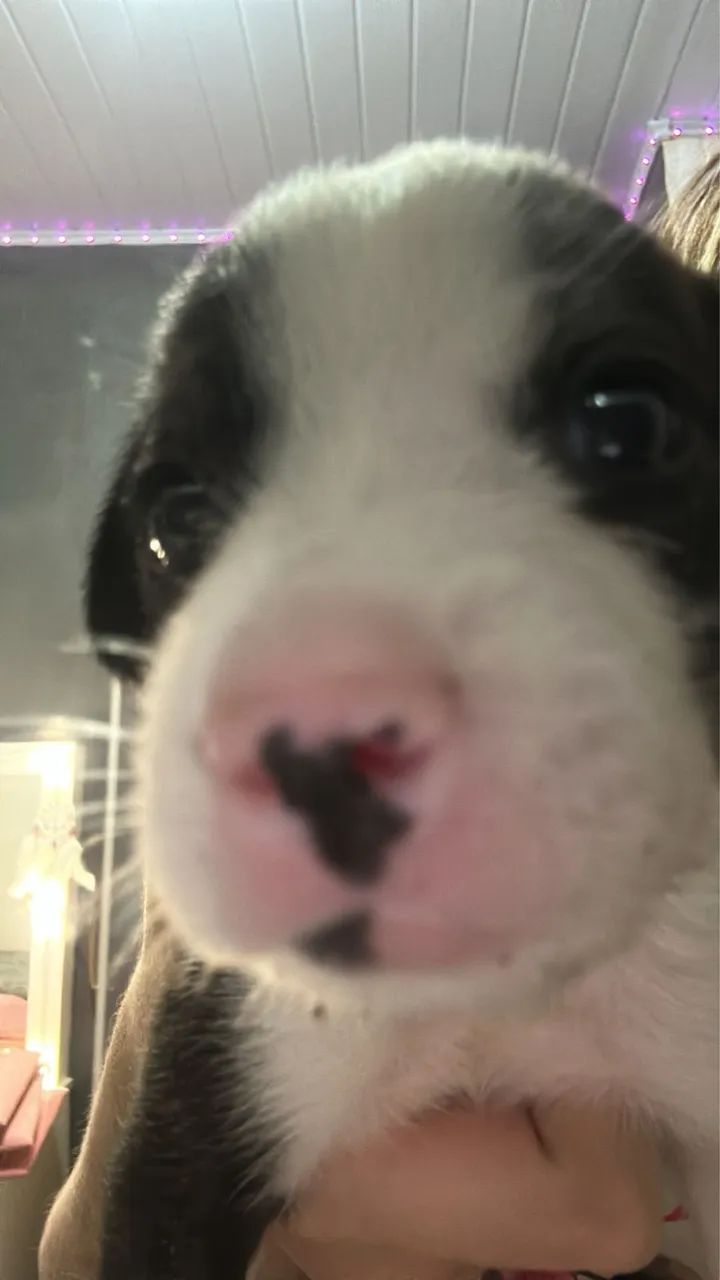 filhote p adoção - Foto 4