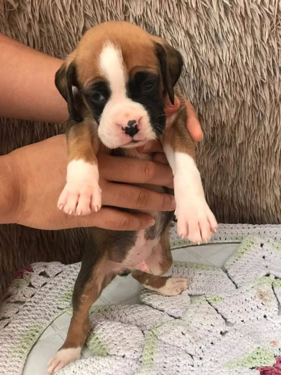 Boxer filhotes dourados