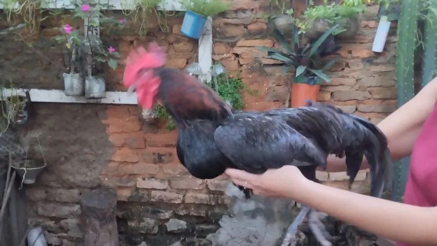 Aves - Foto 2