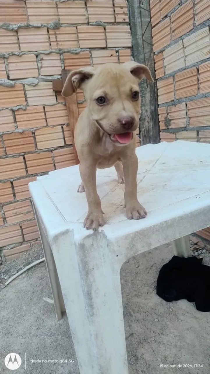 Filhotes de Pitbull puro - Foto 5