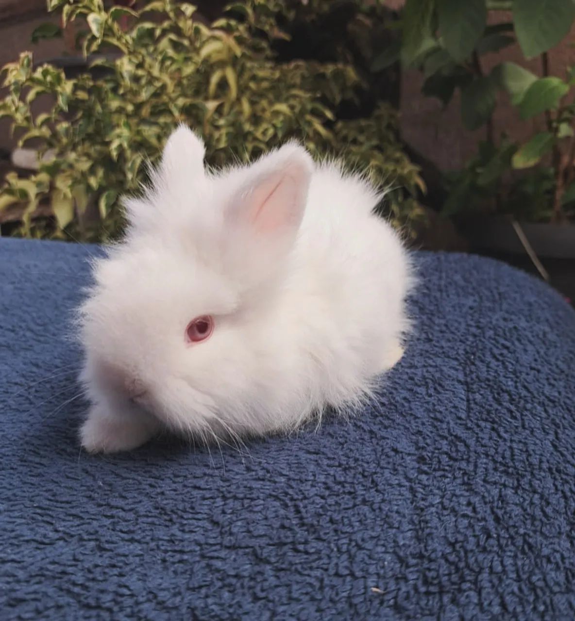 Mini coelhos 
