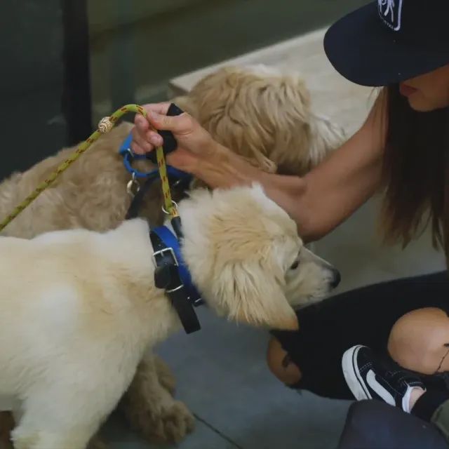 Coleira de Adestramento Dogtra YS300 Original Recarregável - Foto 3