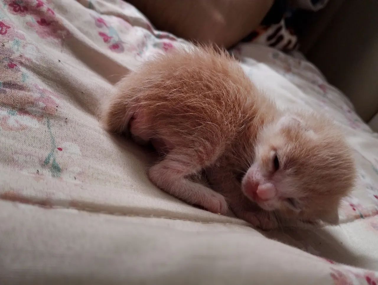 Gato laranja macho  - Foto 5