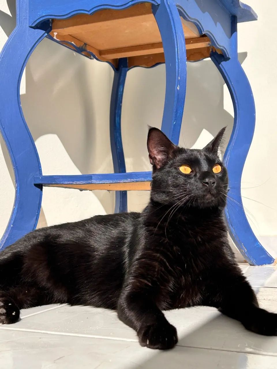 Doação gato