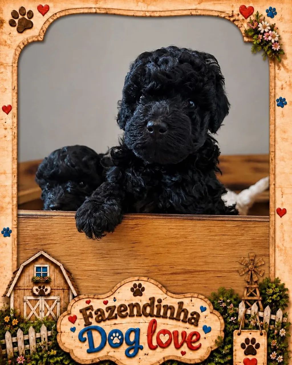 Poodles