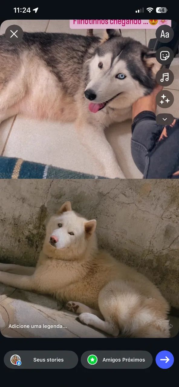 Husky siberiano  - Foto 4
