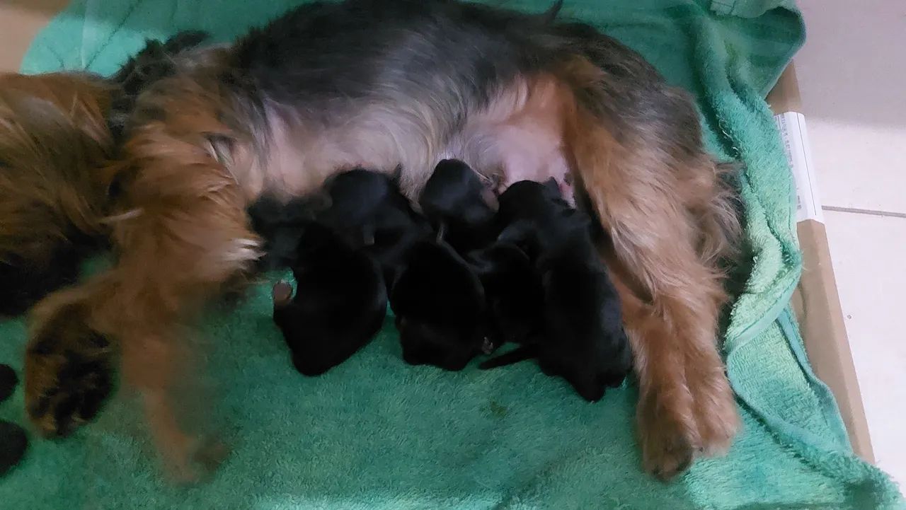 Yorkshire Terrier Fêmea e Macho - Foto 3